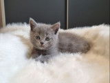 3 chatons British Shorthairs à réserver, 2 mâles et 1 femelle bleus nés en septembre 2025, non-LOOF