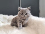 3 chatons British Shorthairs à réserver, 2 mâles et 1 femelle bleus nés en septembre 2025, non-LOOF