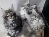 Mise en vente de 3 chatons femelles Maine Coons LOOF nées en août 2025