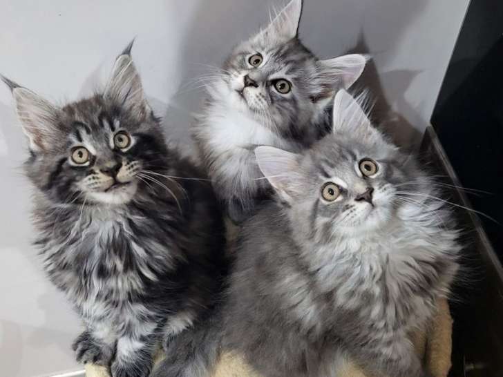 Mise en vente de 3 chatons femelles Maine Coons LOOF nées en août 2025