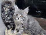 Mise en vente de 3 chatons femelles Maine Coons LOOF nées en août 2025