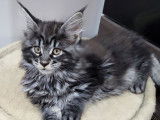 Mise en vente de 3 chatons femelles Maine Coons LOOF nées en août 2025
