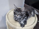 Mise en vente de 3 chatons femelles Maine Coons LOOF nées en août 2025