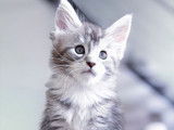 1 chaton femelle Maine Coon LOOF à vendre
