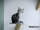 1 chaton femelle Maine Coon LOOF à vendre