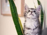 1 chaton femelle Maine Coon LOOF à vendre