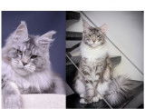 1 chaton femelle Maine Coon LOOF à vendre