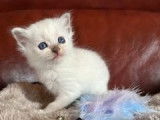 5 chatons Sacrés de Birmanie LOOF à réserver, 3 femelles et 2 mâles nés en septembre 2025