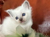 5 chatons Sacrés de Birmanie LOOF à réserver, 3 femelles et 2 mâles nés en septembre 2025