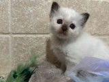 5 chatons Sacrés de Birmanie LOOF à réserver, 3 femelles et 2 mâles nés en septembre 2025