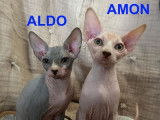 4 chatons Sphynx LOOF à vendre, nés en avril 2025, plusieurs couleurs, 4 mâles disponibles
