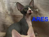 4 chatons Sphynx LOOF à vendre, nés en avril 2025, plusieurs couleurs, 4 mâles disponibles