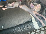 4 chatons Sphynx LOOF à vendre, nés en avril 2025, plusieurs couleurs, 4 mâles disponibles