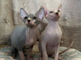 4 chatons Sphynx LOOF à vendre, nés en avril 2025, plusieurs couleurs, 4 mâles disponibles