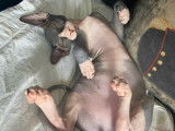 4 chatons Sphynx LOOF à vendre, nés en avril 2025, plusieurs couleurs, 4 mâles disponibles