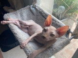 4 chatons Sphynx LOOF à vendre, nés en avril 2025, plusieurs couleurs, 4 mâles disponibles