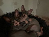 4 chatons Sphynx LOOF à vendre, nés en avril 2025, plusieurs couleurs, 4 mâles disponibles