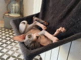 4 chatons Sphynx LOOF à vendre, nés en avril 2025, plusieurs couleurs, 4 mâles disponibles