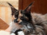 1 chaton femelle Maine Coon LOOF à vendre, née en juillet 2025, tricolore