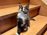 1 chaton femelle Maine Coon LOOF à vendre, née en juillet 2025, tricolore