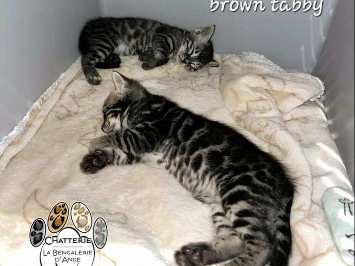 2 chatons Bengals LOOF à réserver, nés en septembre 2025, silver et brown