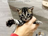 2 chatons Bengals LOOF à réserver, nés en septembre 2025, silver et brown