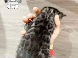 2 chatons Bengals LOOF à réserver, nés en septembre 2025, silver et brown