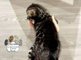 2 chatons Bengals LOOF à réserver, nés en septembre 2025, silver et brown