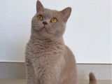 1 chatte British Shorthair LOOF à vendre, fawn née en mai 2024