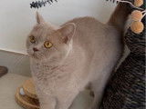 1 chatte British Shorthair LOOF à vendre, fawn née en mai 2024