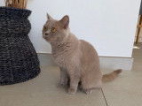 1 chatte British Shorthair LOOF à vendre, fawn née en mai 2024