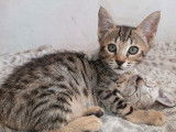 1 chaton mâle Savannah F5 LOOF à vendre