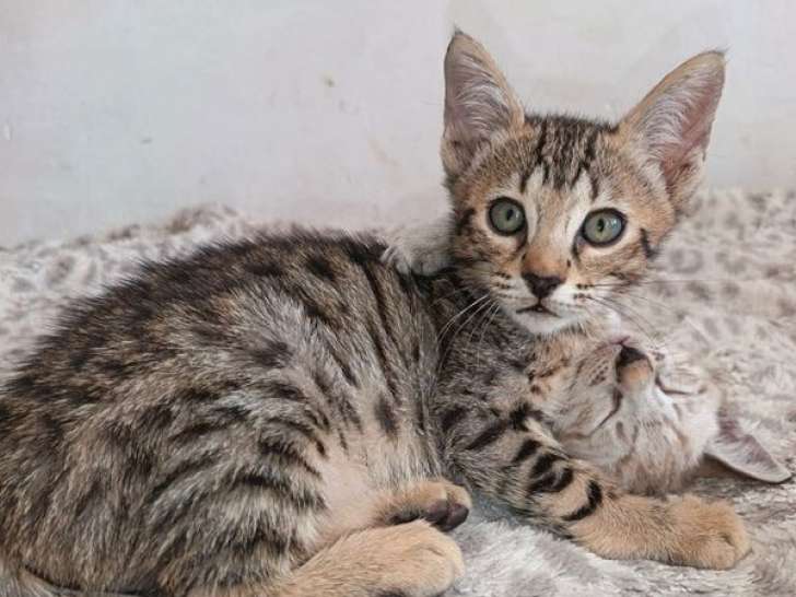 1 chaton mâle Savannah F5 LOOF à vendre