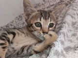 1 chaton mâle Savannah F5 LOOF à vendre
