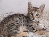 1 chaton mâle Savannah F5 LOOF à vendre