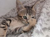 1 chaton mâle Savannah F5 LOOF à vendre