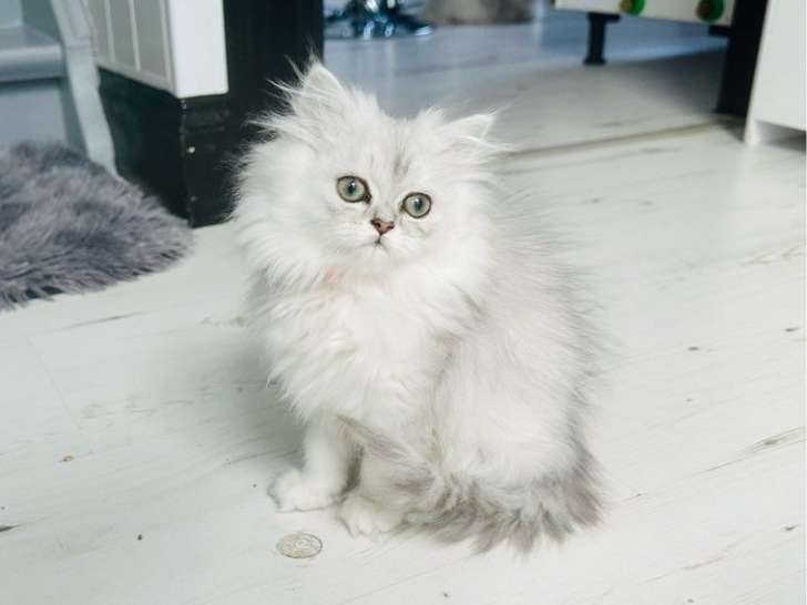 Vente d’une chatonne Persane Chinchilla LOOF de juillet 2025