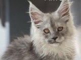 3 chatons Maine Coons LOOF à vendre, 3 femelles nées en août 2025