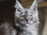 3 chatons Maine Coons LOOF à vendre, 3 femelles nées en août 2025