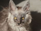 3 chatons Maine Coons LOOF à vendre, 3 femelles nées en août 2025