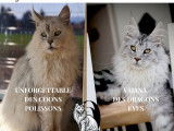 3 chatons Maine Coons LOOF à vendre, 3 femelles nées en août 2025