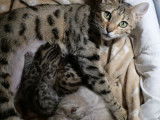 4 chatons mâles Bengals LOOF à réserver, nés en septembre 2025