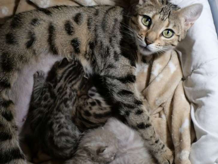 4 chatons mâles Bengals LOOF à réserver, nés en septembre 2025
