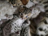 4 chatons mâles Bengals LOOF à réserver, nés en septembre 2025