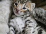 4 chatons mâles Bengals LOOF à réserver, nés en septembre 2025