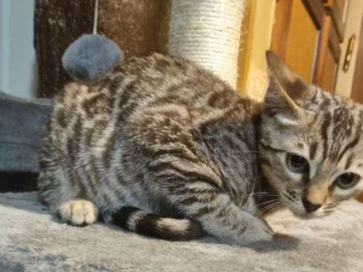 Réservation ouverte pour 1 chatonne Bengal LOOF sepia née en juillet 2025