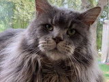 Mise en vente d’un chat Maine Coon LOOF bleu mackerel tabby né le 10 juillet 2021