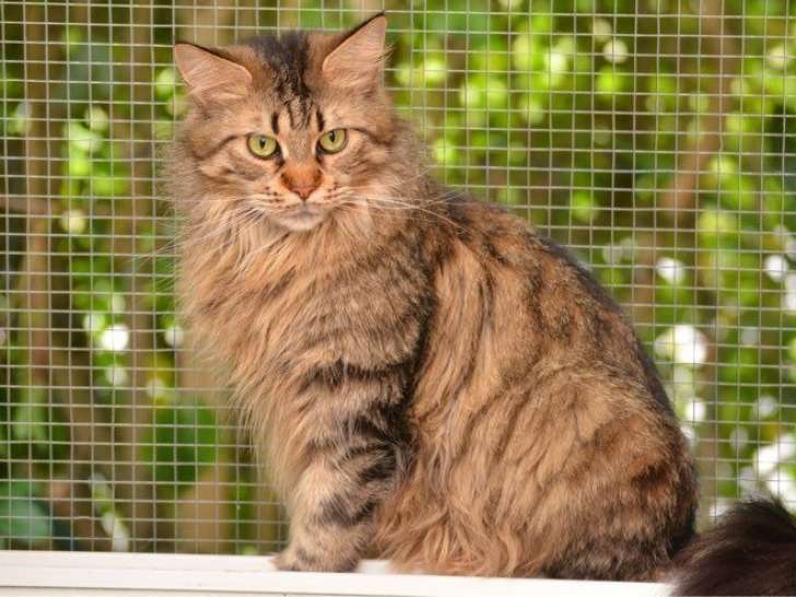 1 chatte Maine Coon LOOF à vendre, brown mackerel tabby née en avril 2020