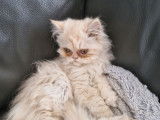 Chatons Persans non-LOOF à vendre, nés en mai 2025
