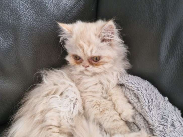 Chatons Persans non-LOOF à vendre, nés en mai 2025